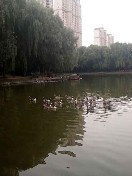 呼市仕奇公园――20180918手机片