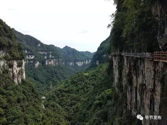 大方油杉河景区玻璃栈道今天正式运营