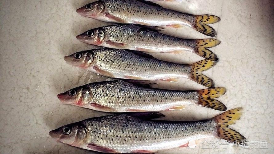 江西吉安的野河中发现罕见的花骨鱼,为何极少有人钓到