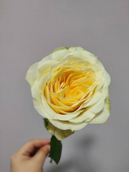 单头玫瑰 蝶舞_家居家装_家居装饰