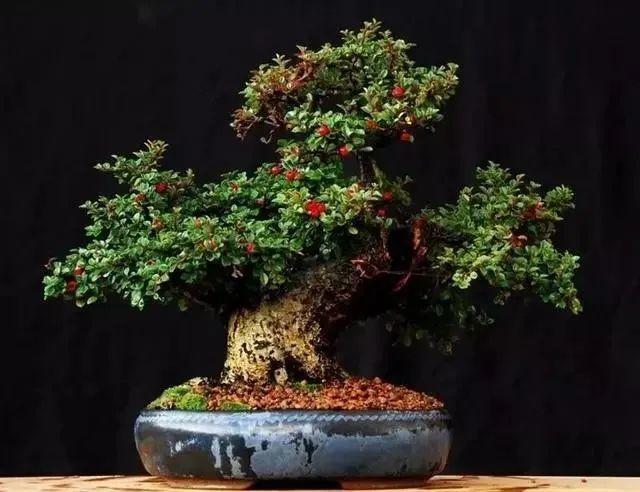 栒子盆景,花叶相衬,分外绚丽