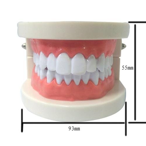 口腔模型牙科耗材齿科器械工具牙齿教学模型幼儿园