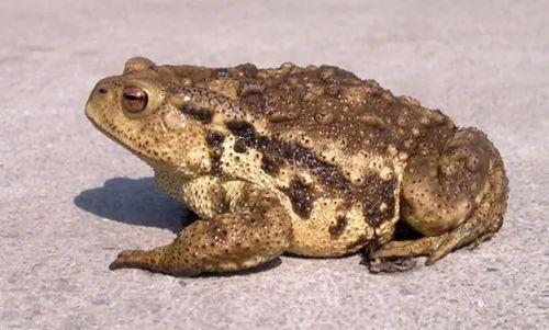 警钟|| 宁夏有人非法猎捕并收购1754只野生"癞蛤蟆",被批捕!