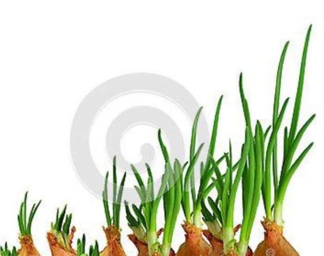 小葱生长记