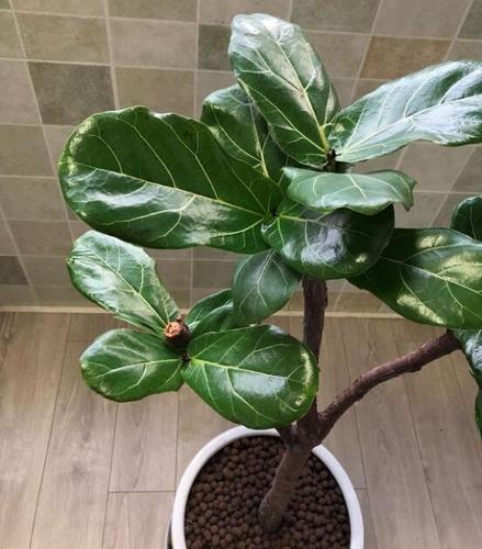 琴叶榕长太高了怎么办