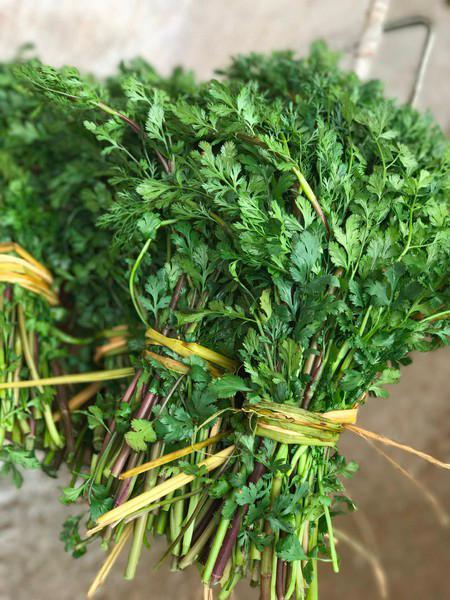 你了解过野生香菜吗它的利用价值你又知道多少呢早知早受益