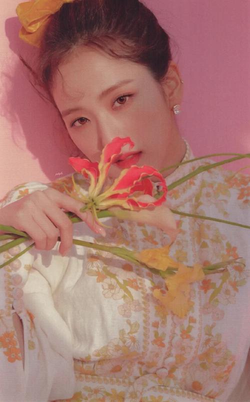 blackpink的春日和风系列,单人只有lisa和j… - 堆糖,美图壁纸兴趣