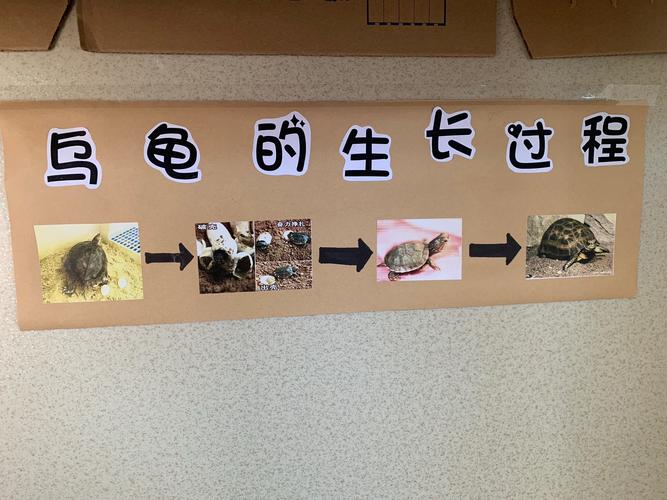 2,乌龟的生长过程