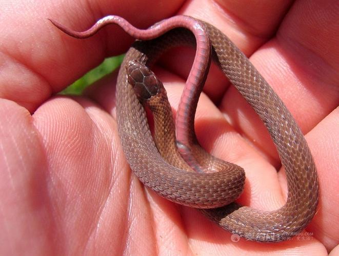 我与蛇那不死不休的因缘