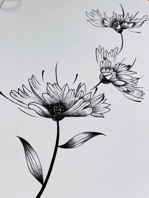 黑白装饰画|针管笔手绘|花卉线描day26/100_装饰画_线描_花卉_手绘
