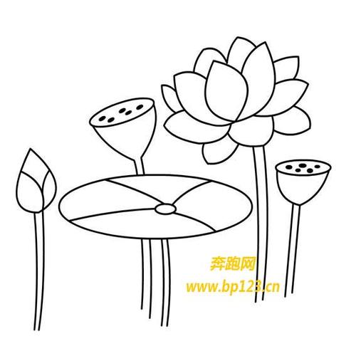 荷花荷叶简笔画图片(2)