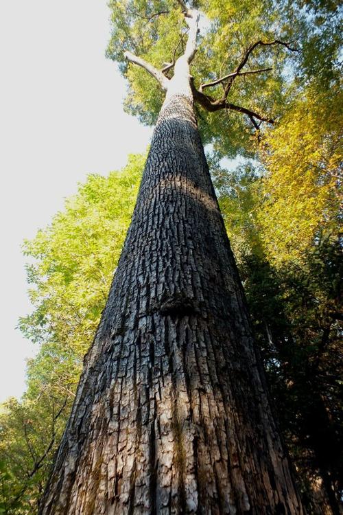 海伦市景家店林场抗联密营内发现一棵400岁古树