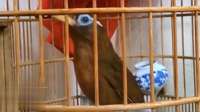 精品母画眉鸟叫声:声音清脆,一直在吱吱叫,状态太好了