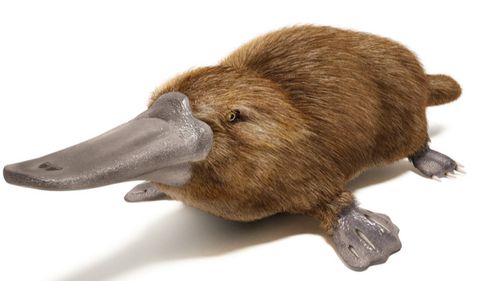 鸭嘴兽是爬行动物吗