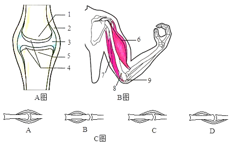 图为人的屈肘运动示意图,请据图回答