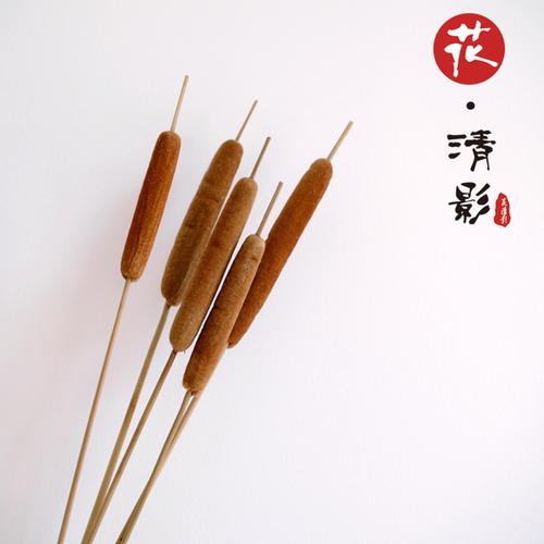 蒲棒天然水蜡烛真花干花批发插花摆件场地布置店面家居装修装饰品