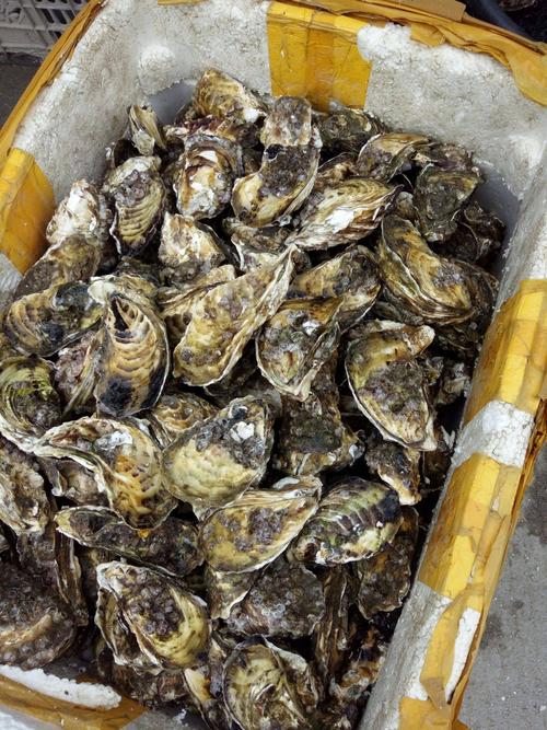 牡蛎精品中蚝福建蚝福建生蚝