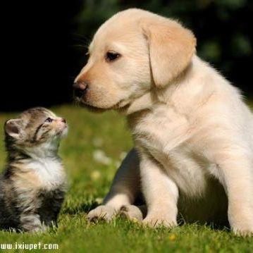 5岁前为生长阶段,2-5岁为成犬1阶段,5-8岁为成犬2阶段,8岁以后则步入