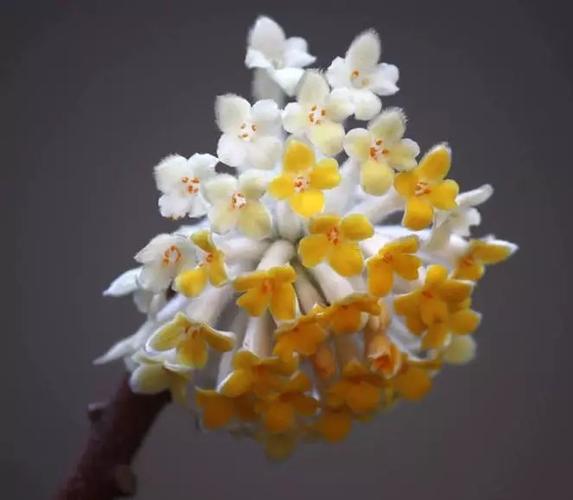 打结花