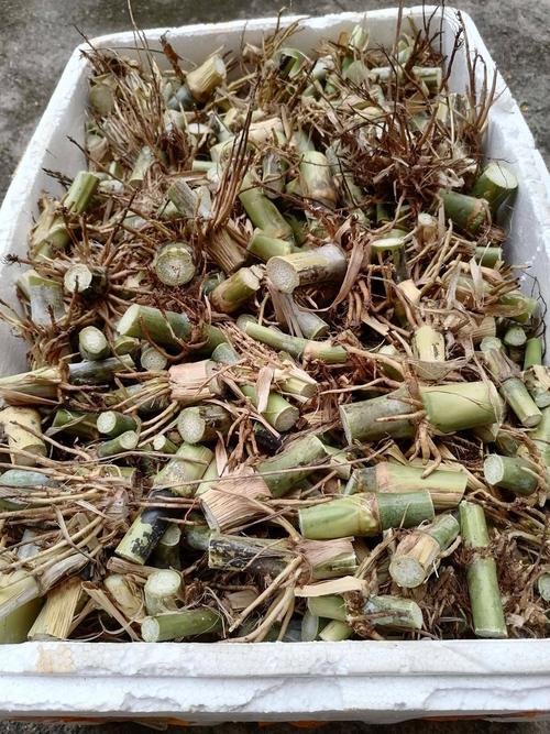 皇竹草种子 皇竹草,生长快蛋白含量高,虫害少,耐旱耐涝,全国各地都