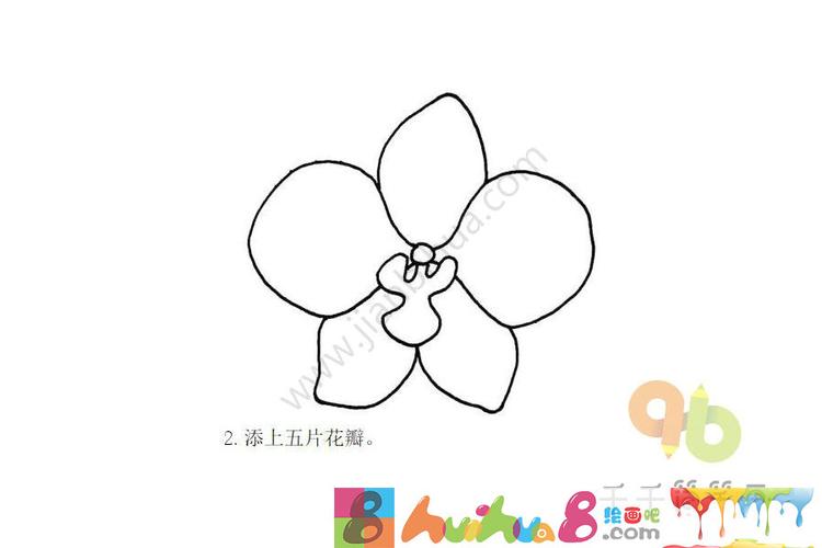 漂亮的蝴蝶兰简笔画步骤图