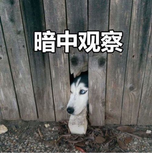 暗中观察拆迁队队长