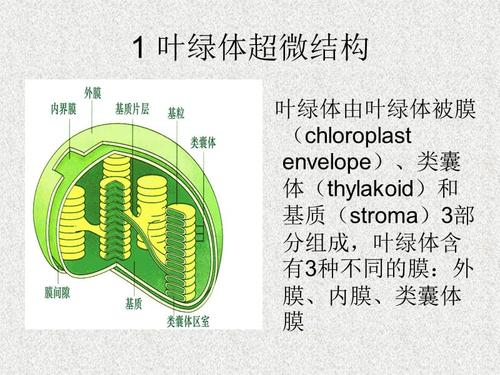 叶绿体超微结构与动态特征ppt