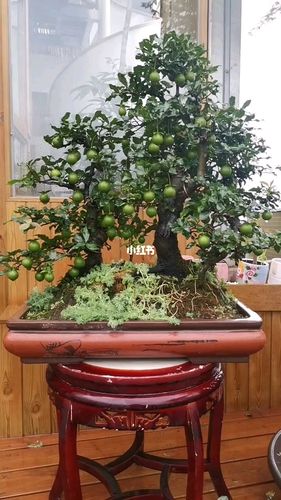 金弹子盆景_盆景_金弹子盆景_家居家装_家居装饰_花艺