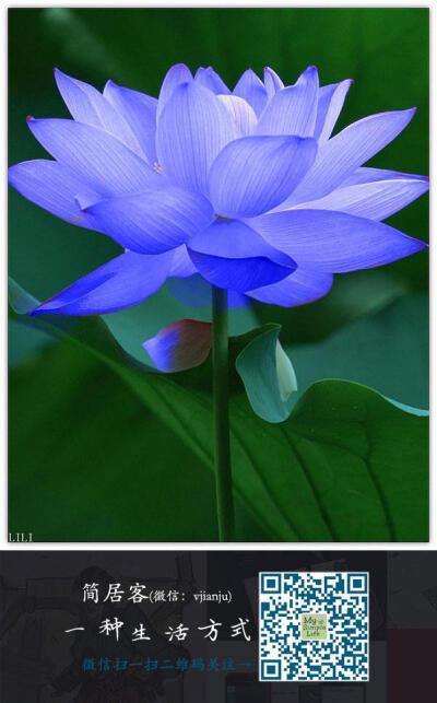 命运蓝荷花 设计师qq群,初级群:313786390 中级群:194149742 高级群