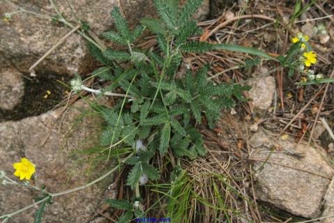 神奇翻白草—治疗糖尿病偏方