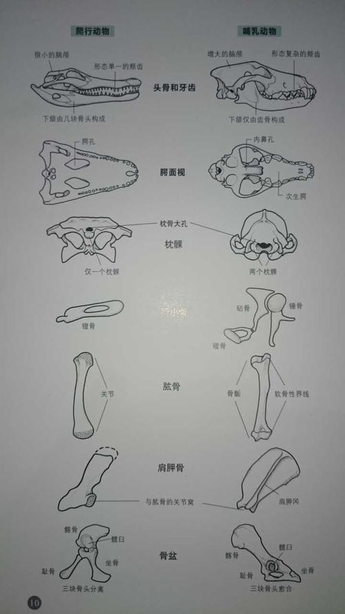 古生物化石如何看出是哺乳动物还是爬行动物?