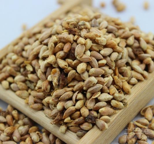 柏子仁作用及食用方法