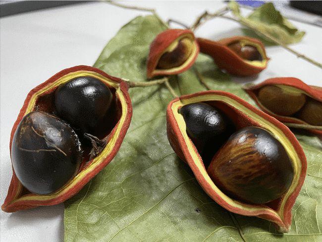 真假苹婆怎么区分来硬核科普上线