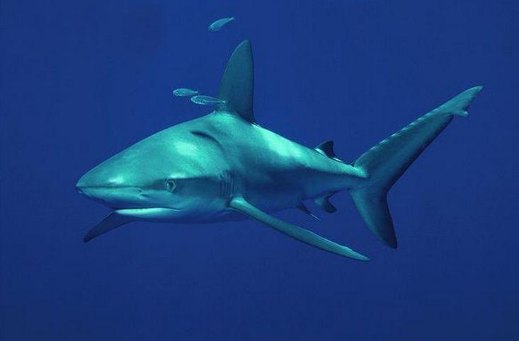 加拉帕戈斯鲨鱼