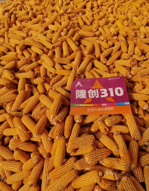 隆创310,大品种,大操作,大财富,大市场,大未来