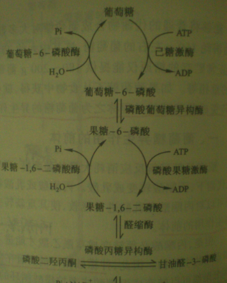 pep是糖酵解和糖异生过程共同的中间物,可代谢成葡萄糖,途径如下