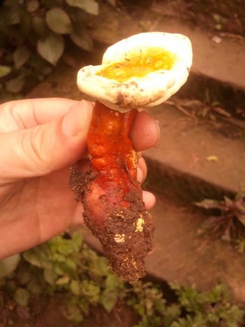 这是是什么菌类,是灵芝吗?