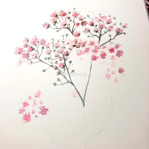 今日份花花—满天星78-诗乔水彩