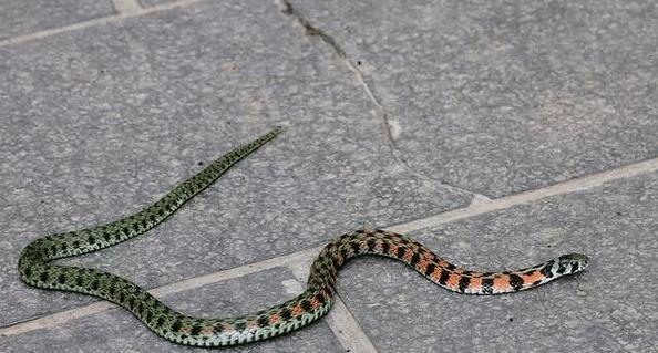 农村最常见的一种蛇毒性堪比银环蛇为何却总被人当成无毒蛇