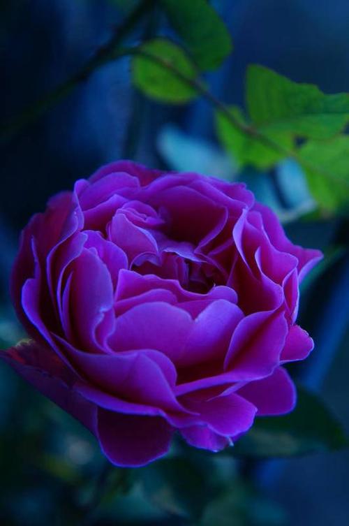 自己种的月季花