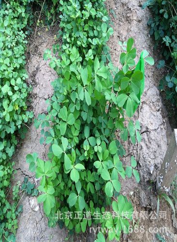 包衣紫花苜蓿牧用批发种子多年生进口草籽牛羊兔鸡鸭鱼鹅吃wl298