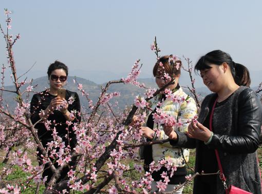 越溪金桃花绽放添胜景