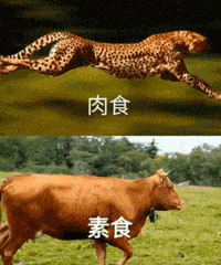 吃肉得是这顿吃完不知道有没有下顿