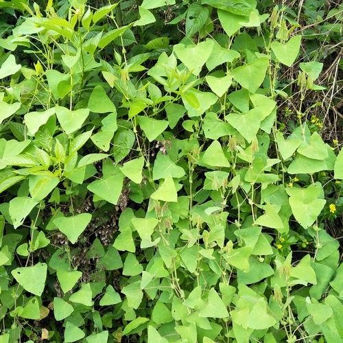 中草药新鲜500g倒退梨头老虎脷河白草三角不过其他药