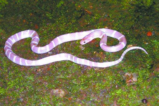 印度环蛇是假的碰上中国银环蛇被轻松毒杀