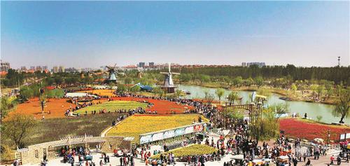 秦皇河公园300多万株郁金香盛开 山东多市游客组团来赏