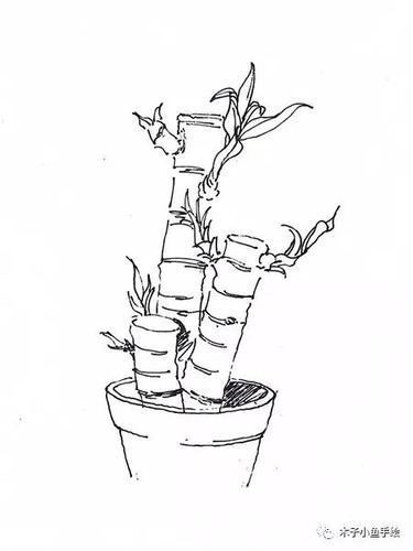 园林景观手绘|植物线稿50张