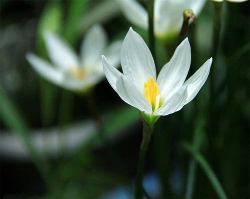 水仙花对于养殖土壤的适应能力较强,在质地疏松,结构良好,透水性