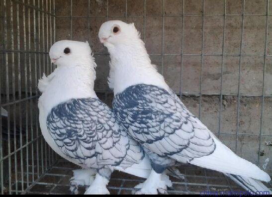 东方淑女观赏鸽四川坝州人喜欢养