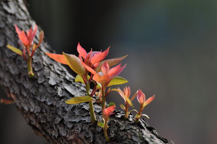 春芽